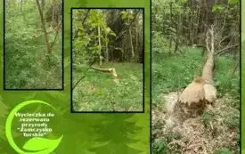 zajęcia terenowe w rezerwacie przyrody _Zamczysko Turskie (15)